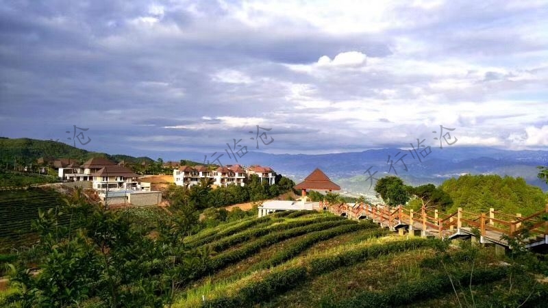 臨滄雙江云頂筑巢茶莊園