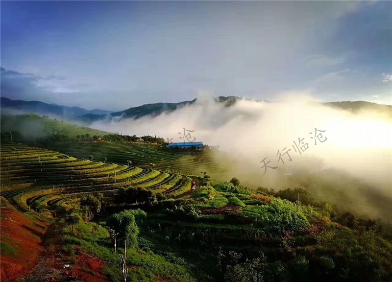 臨滄雙江云頂筑巢茶莊園