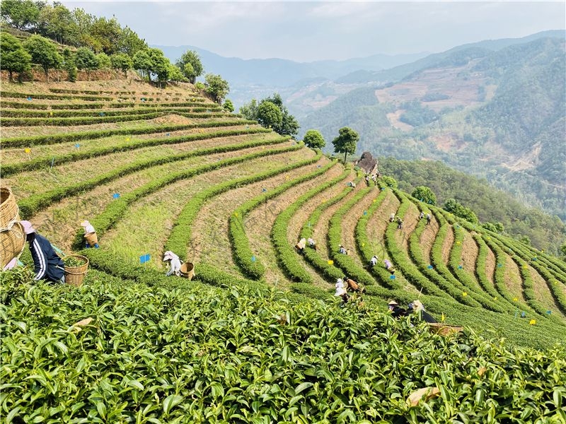 臨滄雙江云頂筑巢茶莊園