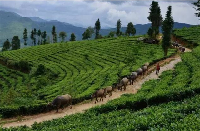 臨滄旅游景區(qū)