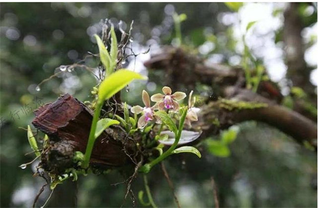 大美云南---臨滄雪山茶