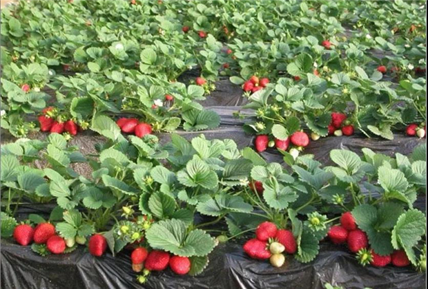 永德縣落水壩自然村— 臨滄會展策劃