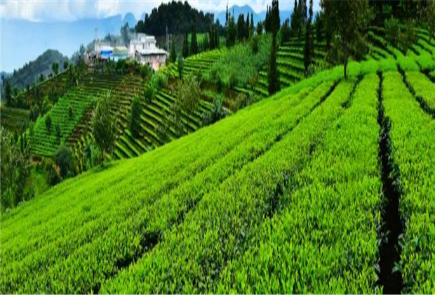 美麗鄉(xiāng)村臨滄世居民族風情攝影展（線上展） 臨滄茶山旅游