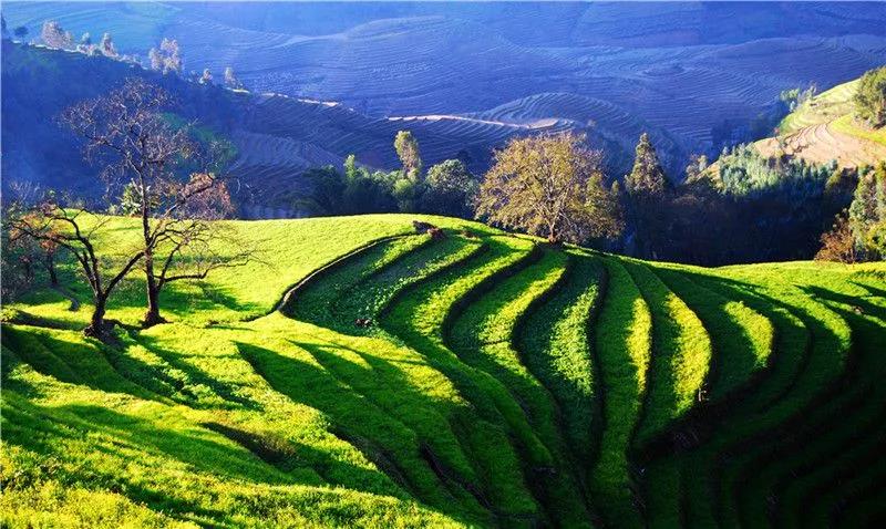 探尋世外桃源 重返千年古鎮(zhèn) 相遇鳳慶滇紅香茗     臨滄茶山