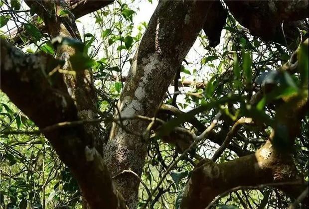 臨滄會(huì)展策劃：昔歸生態(tài)尋茶自駕旅游小環(huán)線