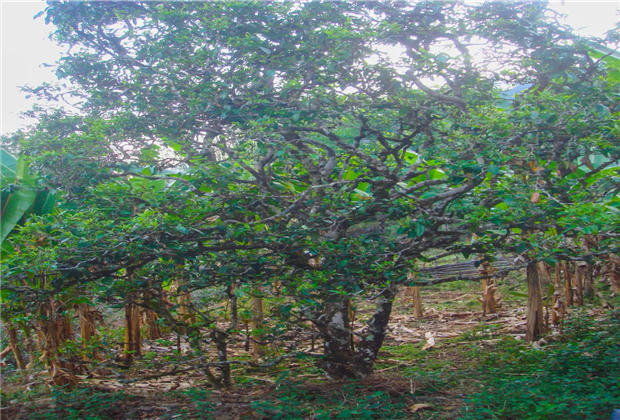 【臨滄茶旅】巴馬有水，馬鞍山有茶