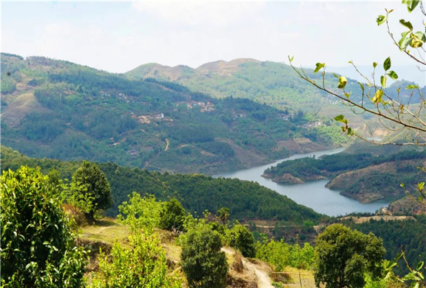 【臨滄茶旅】白鶯山：茶樹天然基因庫