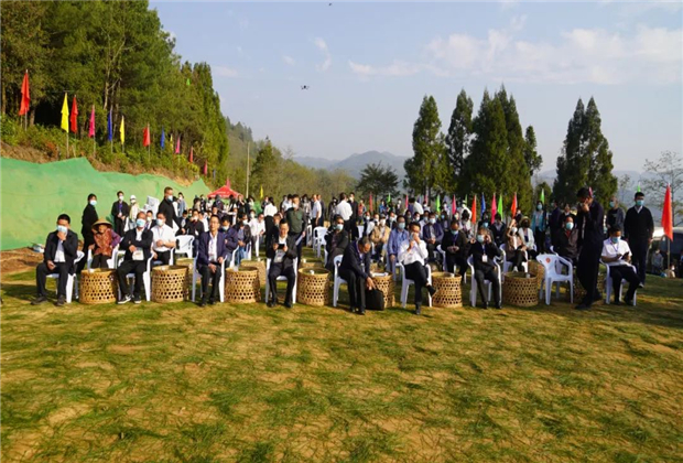 【臨滄茶旅】春分時節(jié)采茶忙，滇紅茗茶紅天下