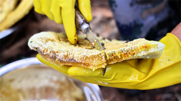 云南旅游,云南旅行社,云南團建公司,云南會議公司,臨滄旅游,臨滄旅行社,臨滄團建公司,臨滄會議公司：永德蜜蜂好有趣，花多地方總愛去！