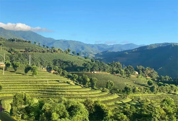 臨滄旅游：臨滄問(wèn)茶：一葉入境，遍歷山河的回甘